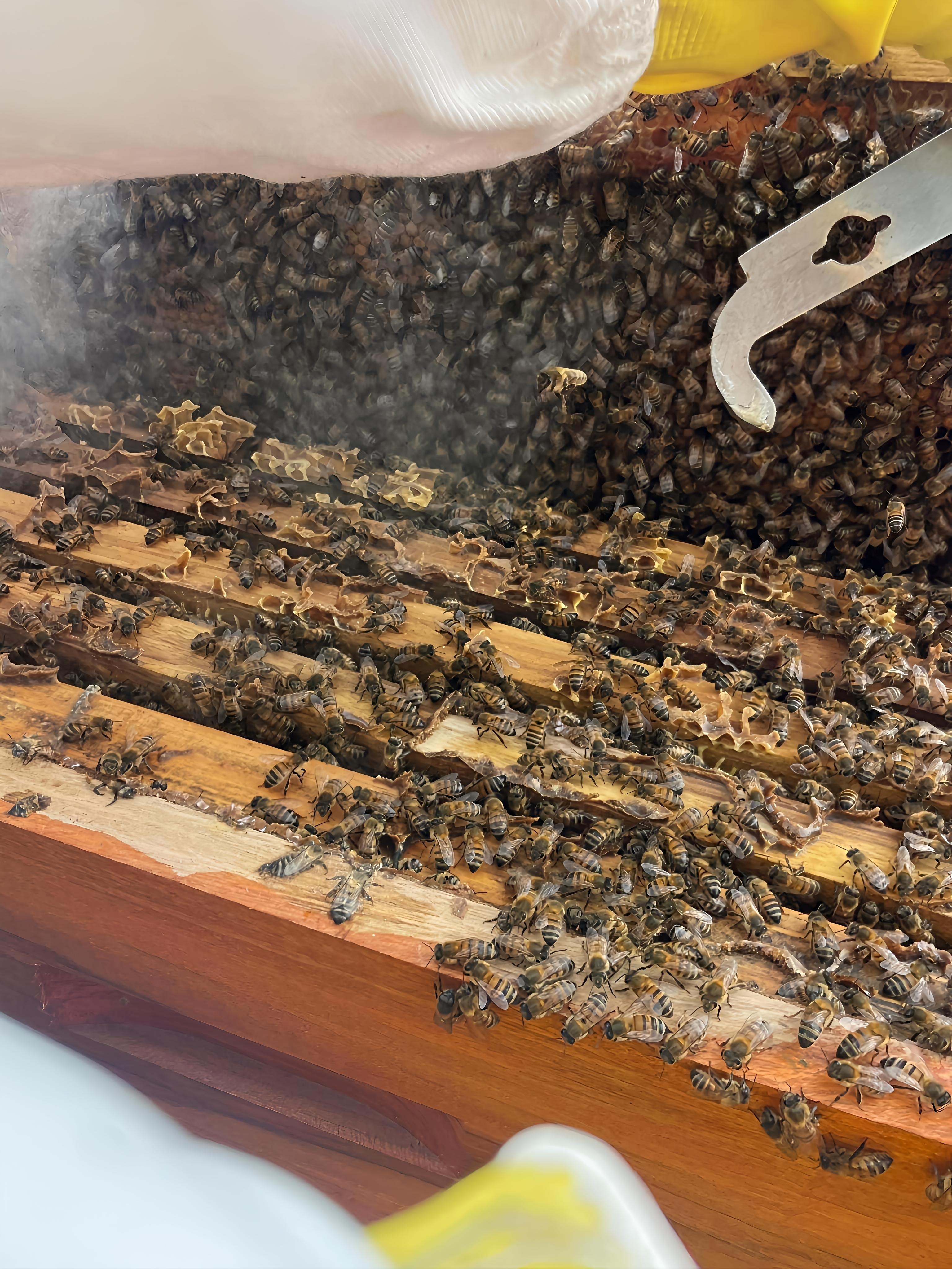 Colmena abierta con abejas y panales durante una capacitación práctica